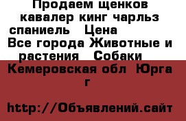 Продаем щенков кавалер кинг чарльз спаниель › Цена ­ 60 000 - Все города Животные и растения » Собаки   . Кемеровская обл.,Юрга г.